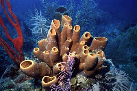 Sponges! .